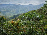 KIWI Co. La Luisa - Colombia