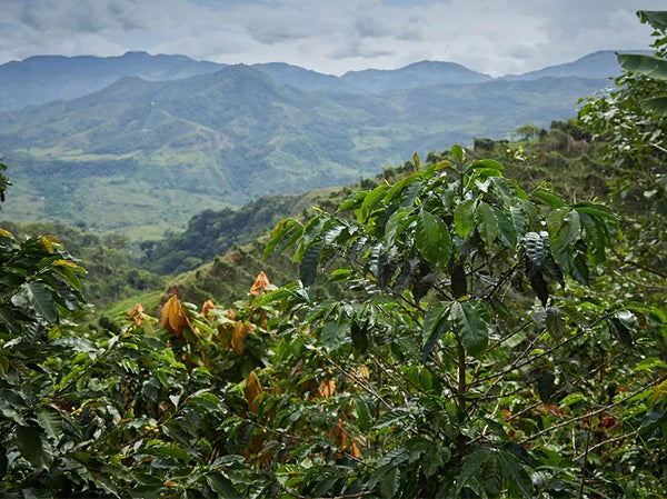 KIWI Co. La Luisa - Colombia