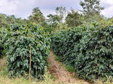 Phetlamka Carbonic Natural - LAOS