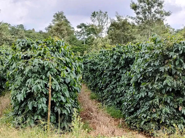 Phetlamka Carbonic Natural - LAOS