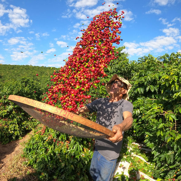 Brazil Coffee Farmer Throwing Cherry into the air for sorting at origin. Brightly Coloured with red cherries, blue sky and lush green coffee plant