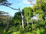 Los Jilhueros - Nicaragua PACAMARA!