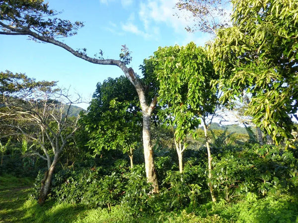 Los Jilhueros - Nicaragua PACAMARA!