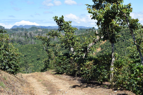 Gaitania Washed - COLOMBIA