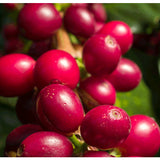 Los Jilhueros - Nicaragua PACAMARA!