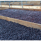 Los Jilhueros - Nicaragua PACAMARA!